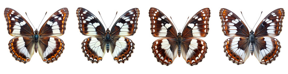 Obraz premium Collection of White Admiral Butterflies