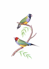 Colorful bird illustration. Hooded Mannikin