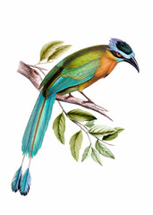 Colorful bird illustration. Lessons Motmot