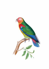 Colorful bird illustration. Orange-winged Amazon