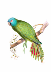 Colorful bird illustration. Sharp-tailed Conure