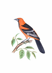 Colorful bird illustration. Yellow-breasted Chat