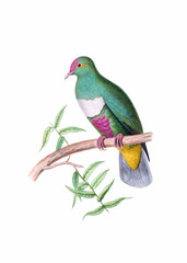 Colorful bird illustration. Band-tailed Pigeon