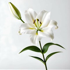 Fototapeta premium Flower Stock Photo, Nature Beauty, Flowers, Background, Colorful Flower, Generated By Ai. 