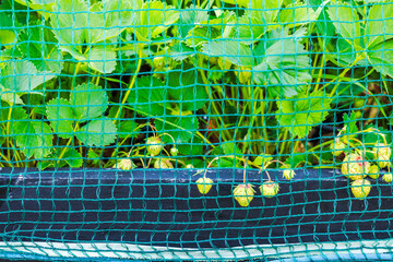 Close-up view of ripening strawberries on raised beds covered with bird netting. Sweden.
