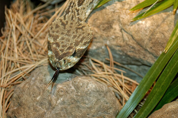 Snake with its tongue out