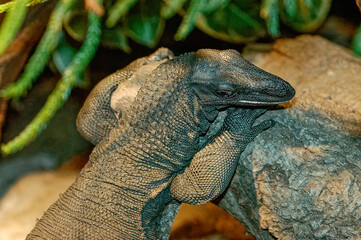 monitor lizard