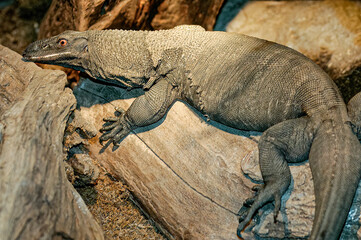 monitor lizard