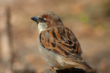 Fototapeta premium sparrow on a branch