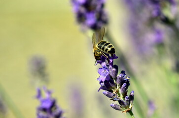 Biene auf einer Lavendelblüte