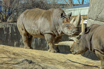 Obraz premium rhino in the zoo