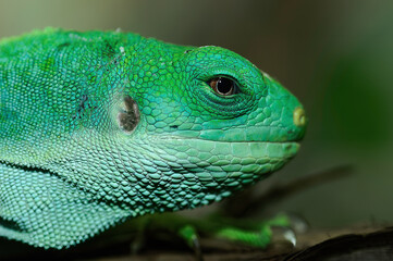 green lizard on a tree
