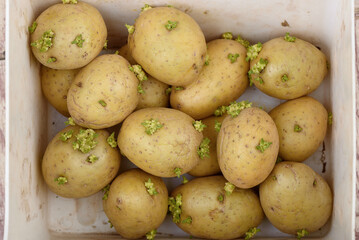 Top view of sprouted potato tubers in a plastic box.