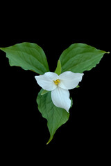 White trillium on black background