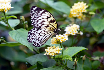 The paper kite butterfly in the garden