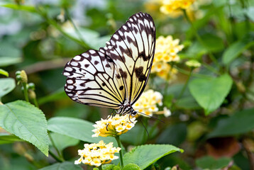 The paper kite butterfly in the garden