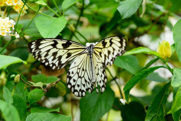 The paper kite butterfly in the garden