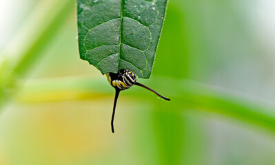 A monarch caterpillar