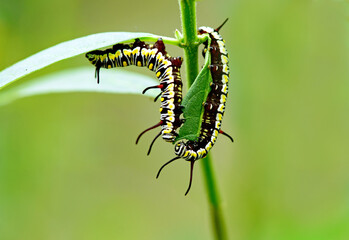A monarch caterpillar
