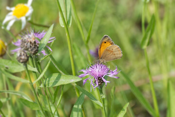Meadow brown (maniola jurtina) butterfly sitting on a pink flower in Zurich, Switzerland
