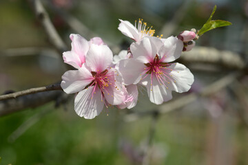 アーモンドの花