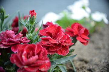 Rote Nelken im Sommergarten