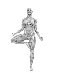 Fototapeta premium female swole muscle maps on one foot in the ground yoga pose