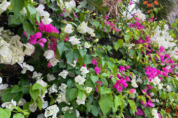 Blooming bougainvillea pink and white flowers natural floral background.Tropical ornamental plants concept.