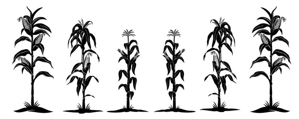 corn plant vector  © Is
