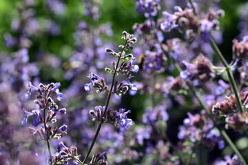 Violette Feldsalbei-Blüten im Frühling