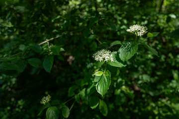 The white tiny flower of the blood itch.
