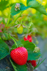 Ripe strawberry among lush green leaves by sunny day |  Dojrzałe truskawki wśród bujnych zielonych liści w słoneczny dzień 