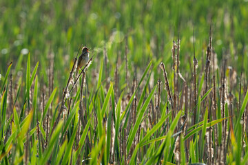 A great reed bird sings on a reed twig.
