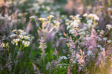 Fototapeta premium Summer grassland with wildflowers on sunset light. Grass and flowers on sunny hayfield meadow. Natural beauty background