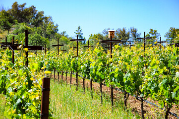 Grapes are staked and growing in the perfect Sonoma climate in the northern California area where new vineyards are being added. 
