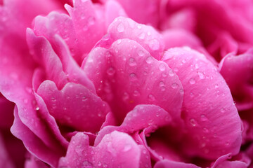 Pink Peony flower in water drops on petals close up. Macro shot