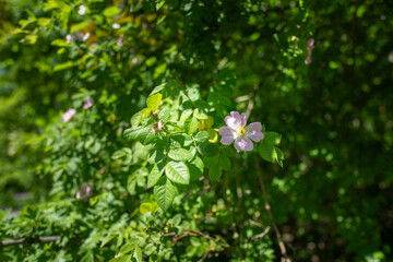 Pink rose hip flower on a bush.