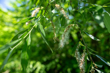 Fluffy tufts of seeds on a willow tree.