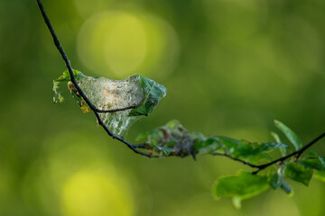 Protective fibers or netting on a tree branch.
