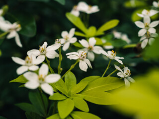 White flowers in the garden