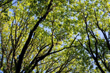 Looking up at the forest canopy on a spring day, maple trees backlit by the sun, drama in light...