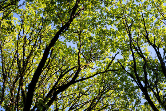 Looking up at the forest canopy on a spring day, maple trees backlit by the sun, drama in light spring green, as a nature background
