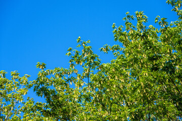 Welcome to spring, light green new leaves and yellow flowers on a maple tree with a sunny clear blue sky in the background
