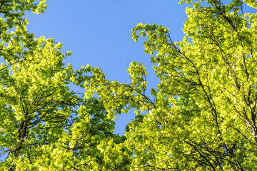 Welcome to spring, light green new leaves on deciduous trees backlit by the sun and framing clear blue sky, as a nature background
