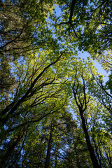 Looking up at the forest canopy on a spring day, maple trees backlit by the sun, drama in light spring green, as a nature background
