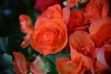 Warme Farben einer Blüte im Detail