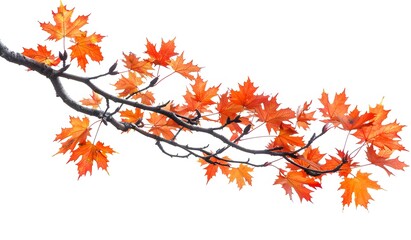 Orange Maple Tree Branch on White Background: Simple, Clear, Bright Nature