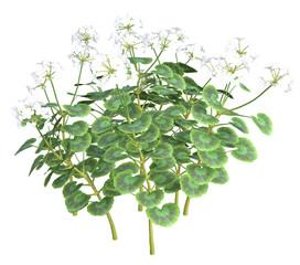 White Geranium flowers. Image 15 of a collection of realistic 3D PNG illustrations.