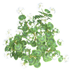 White Geranium flowers. Image 14 of a collection of realistic 3D PNG illustrations.