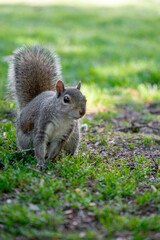 Squirrel in the nature